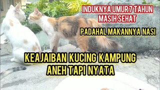 Kucing Lucu Yang Di Lindungi Induknya Sampai Dewasa Aneh Tapi Nyata Part III