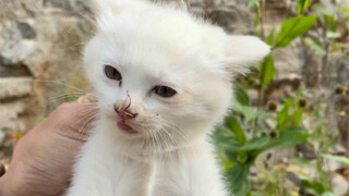 Cat De Academy vs. Lion Cat: Big Net Ambush