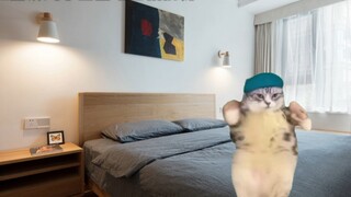 Cat meme｜The wonderful experience of circumcision