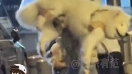 Ngakak nggak karuan, si border collie kecil seperti sudah melihat dirinya di masa depan!