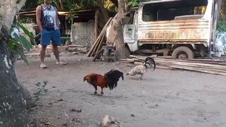 mustisong two times gar