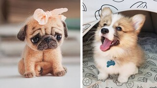 Cute baby animal Videos Compilation cutest moment of the animals - Cutest Puppies Evers #1