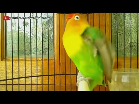 Lovebird Kacamata Ngetik Mancing Lawan