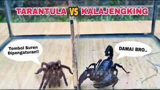 EKSPERIMEN: TARANTULA vs KALAJENGKING [BATTLE]