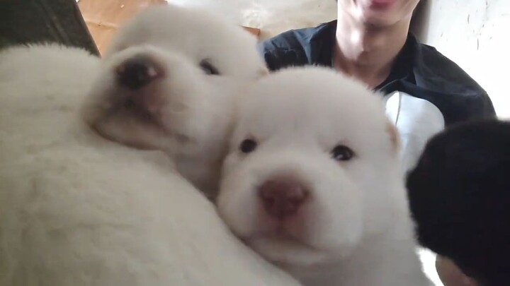 The last time to play with the puppies before school starts. I wanted to take a photo of these five 