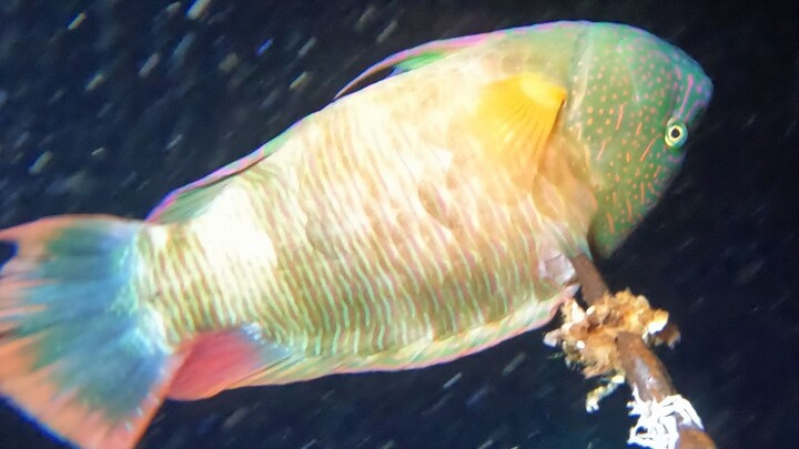 What kinds of seafood can fishermen catch while foraging on the seabed?