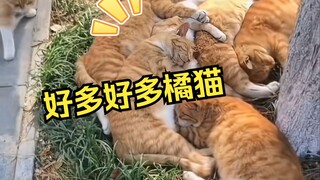 不是橘猫吃得多而是会分身！所以它就要吃很多很多猫粮吧！