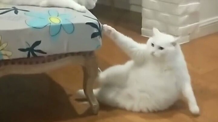 Mèo: Điều này có khác gì so với việc đi bậy trên phố không?