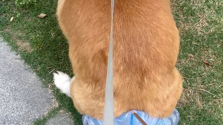 No one recognizes this Corgi, but its signature move to catch poop is famous worldwide!
