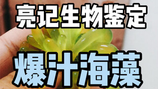 【Liangji Bio-Identification】Rumput Laut yang Meledak dan Lezat