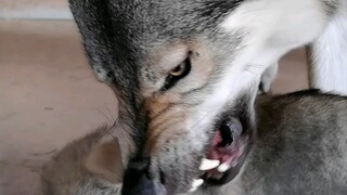 [Czech Wolfdog] A loving father turns into a wolf king instantly