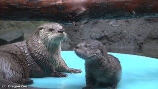 小水獭被妈妈拽进水里学游泳