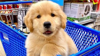 The little golden retriever is the cutest!