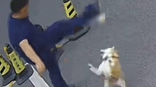 ركلة واحدة حوّلت الكلب إلى جهاز إنذار للدراجة الكهربائية!