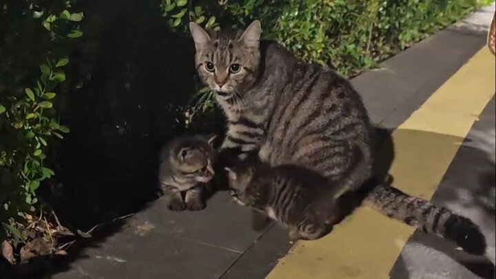 Ibu Kucing: Kamu sudah ngelakuin perampokan secara terang-terangan, tapi masih bicara pelan-pelan—ng