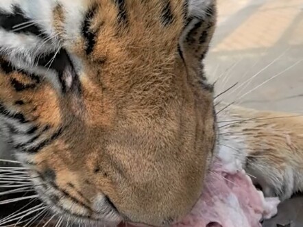 The Northeast tiger, Beibei, is eating meat!