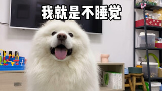 ما العيب في الجرو؟ هو فقط لا يريد النوم في منتصف الليل!