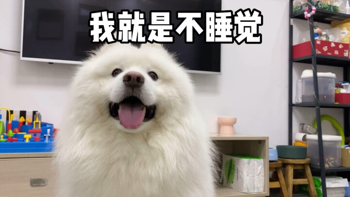 小狗狗有什么坏心思呢，它就是大半夜不想睡觉！