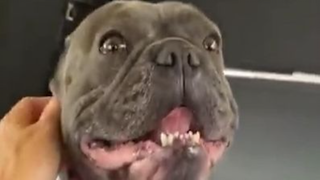 Động vật dễ thương hơn khi bạn bị căng thẳng tập 5