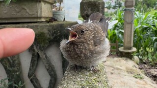 ขนปุยก็โกรธได้เหมือนกันนะ...