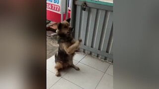 Sáng đi ăn sáng mà gặp vậy nè cả nhà ơi, thấy tội nghiệp bé cún quá. thucung chó chó_cưng cúncon độngvật