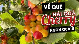 VỀ QUÊ MẸ CHỒNG HÁI QUẢ CHERRY Ở MỸ THÍCH QUÁ