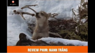 Tóm tắt phim: Nanh trắng #VideoHayNhất