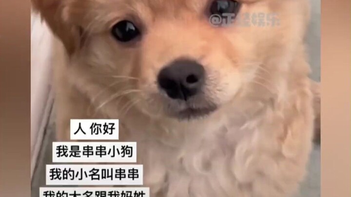ชื่อสัตว์เลี้ยงของพวกคุณแต่ละตัวมีความหมายน่ารักขนาดนี้เลยนะ