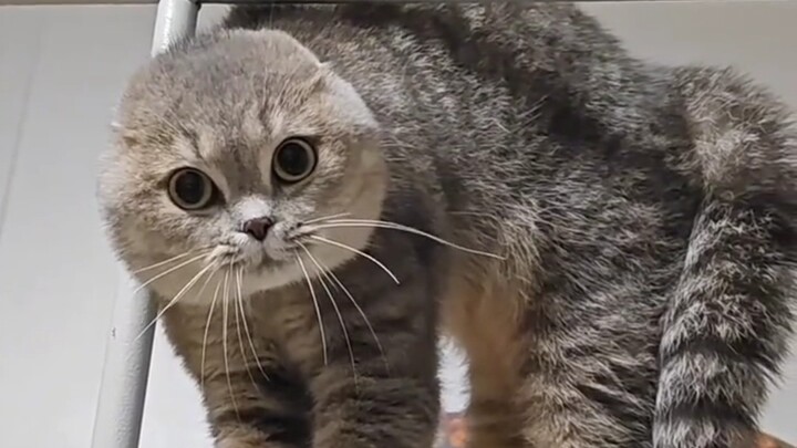 (Kimi TV) Kebaikan paling tulus antara para kucing kecil