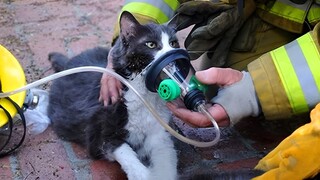 Animals That Asked People for Help -  Acts of Kindness from Real Life Superheroes