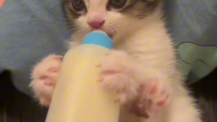 Watch this little kitten totally immersed in drinking milk—it’s so cute and milky-soft!