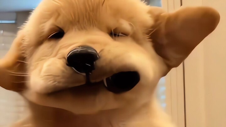 ทำไมคนถึงไม่สามารถฟักลูกเจี๊ยบได้อ่ะยยยยย!!!