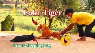 Fake Tiger Prank vs Sleeping Dog Very Funny Surprise Scared Reaction   -Must Watch Most Funny Prank