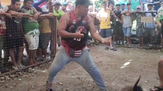 mamatay talaga ang manok kasi binaril ng shotgun hahaha