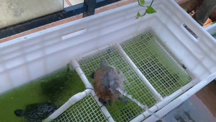 Even the little animals are ikun too!