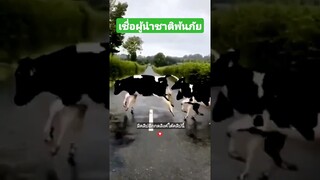 เชื่อผู้นำชาติพ้นภัย