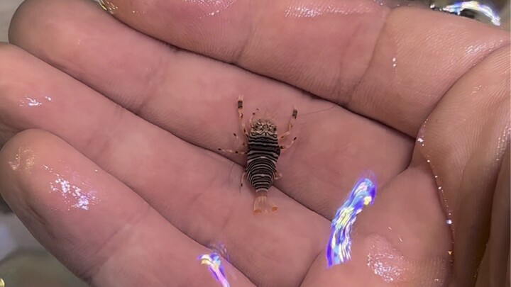 Five Fishes Spitting into the Tank