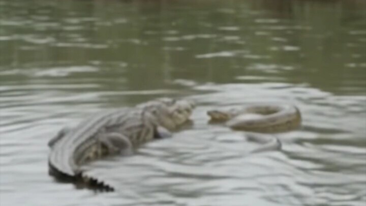 alligator and Anaconda