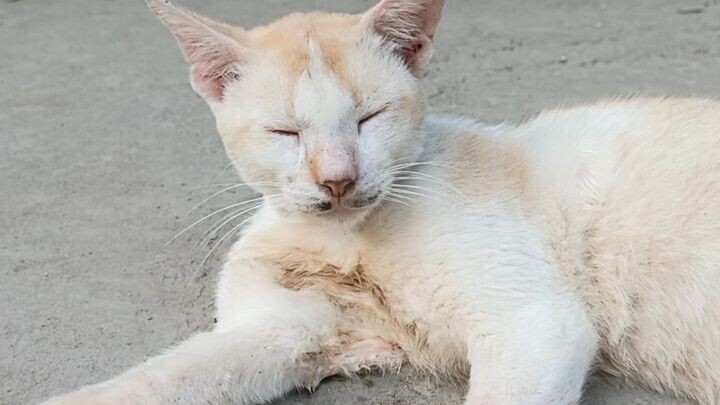 Cute Cat 😺 #viral