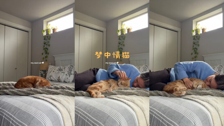 Kucing idaman dalam mimpi💓