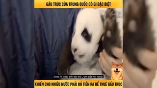 Gấu Trúc Của Trung Quốc Có Gì Đặc Biệt - Review Con Người Và Cuộc Sống