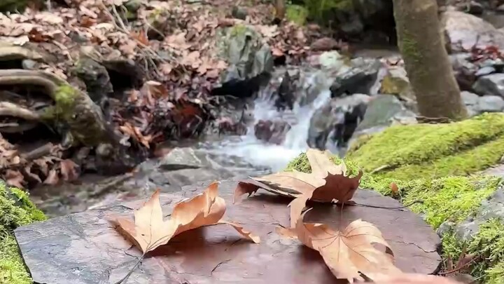 Seared Fillet Steak Rolls + Clay-Baked Whole Chicken 🐔