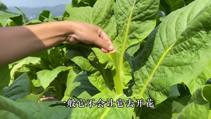 The Devil's Angel of Gardening! Tobacco