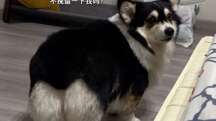 Ketika kamu melanggar hukum anjing, yaitu tidak membiarkan anjingmu naik ke tempat tidur pada hari p