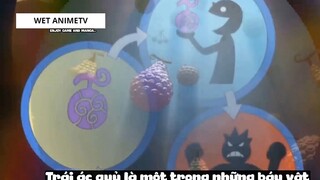 Top 8 Người Vô Tình _Ăn_ Trái Ác Quỷ trong One Piece #18 1