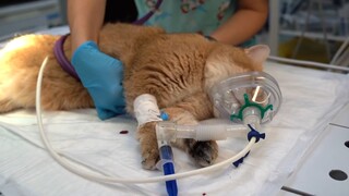 Animals|Neuter a Cat