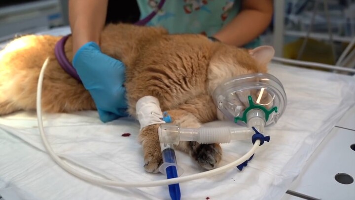 Binatang|Sterilisasi Kucing