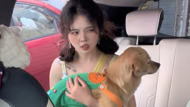 Alasan para pemilik anjing membeli mobil