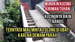 Astagfirullah Kucing Ini Datang Sendiri Ke Rumah Minta Makan Dan Obat Karena Demam Parah..!