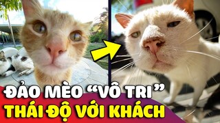 Cười xỉu với màn Review về cuộc sống trên ĐẢO MÈO VÔ TRI ở Nhật Bản 😅 | Gâu Đần